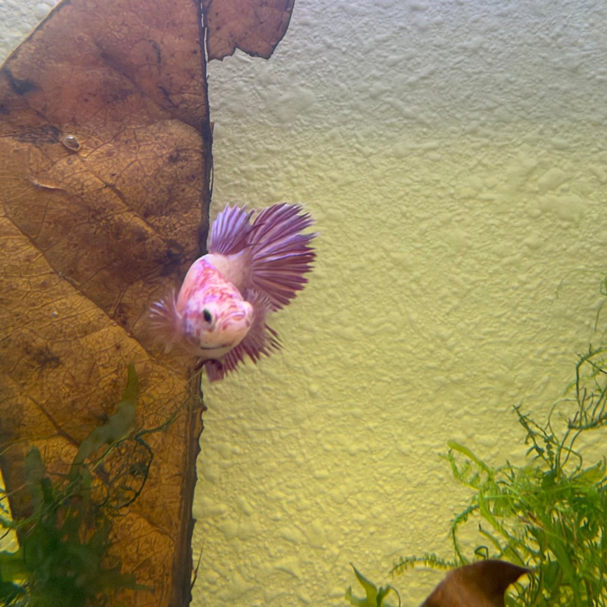 Crowntail Pink Female Betta