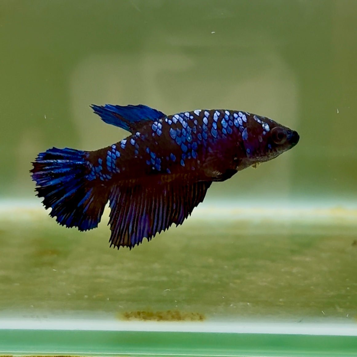 Crowntail Pink Female Betta