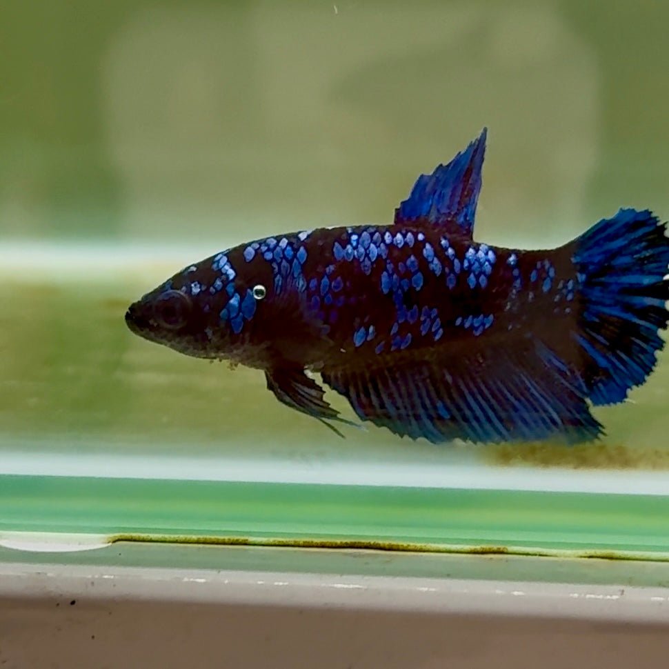 Crowntail Pink Female Betta