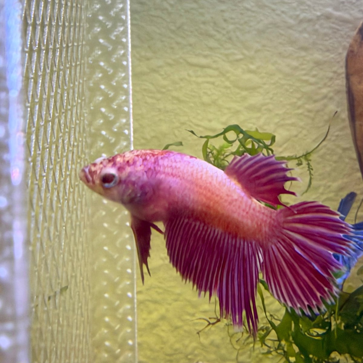 Crowntail Pink Female Betta