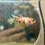 Crowntail Yellow Koi Female Betta J18