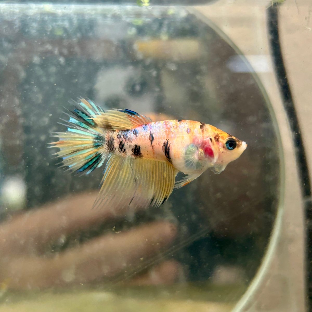 Crowntail Yellow Koi Female Betta J18