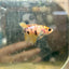 Crowntail Yellow Koi Female Betta J18