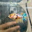 Crowntail Yellow Koi Female Betta J18