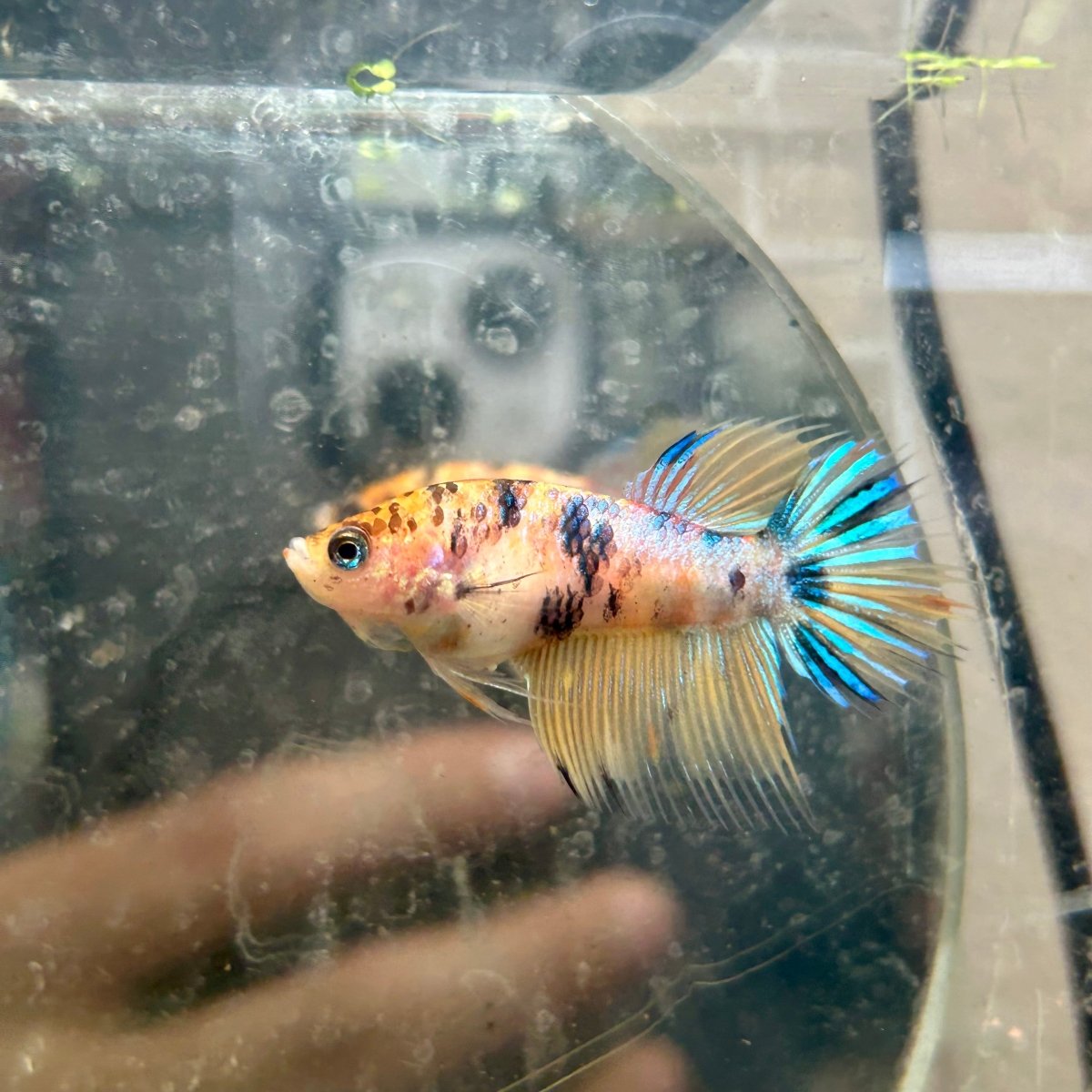 Crowntail Yellow Koi Female Betta J18