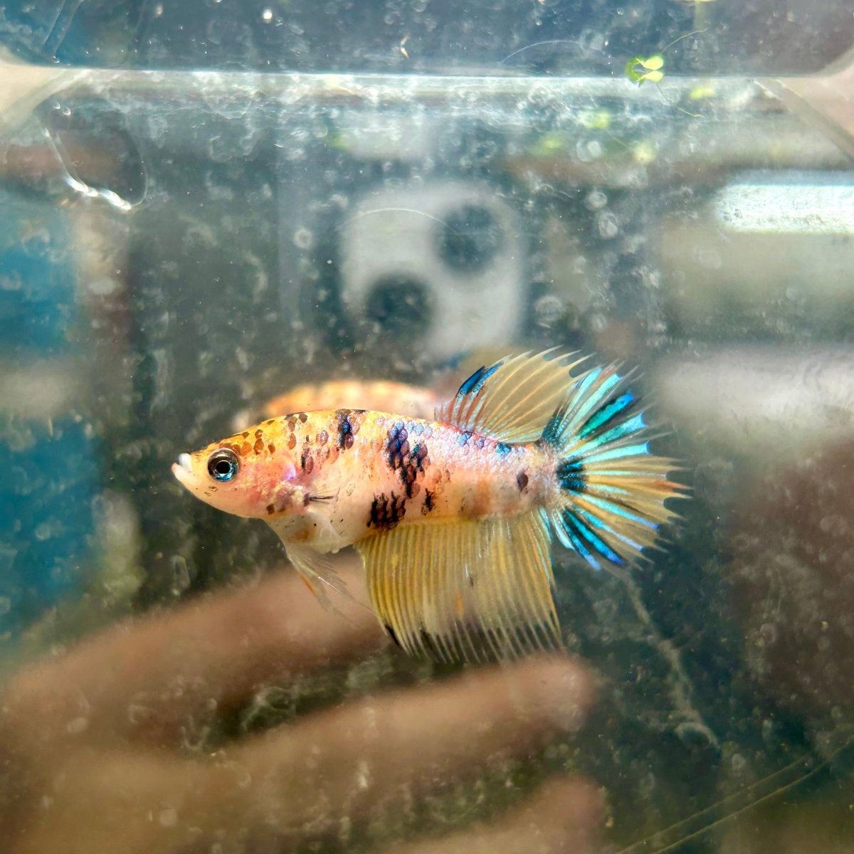 Crowntail Yellow Koi Female Betta J18