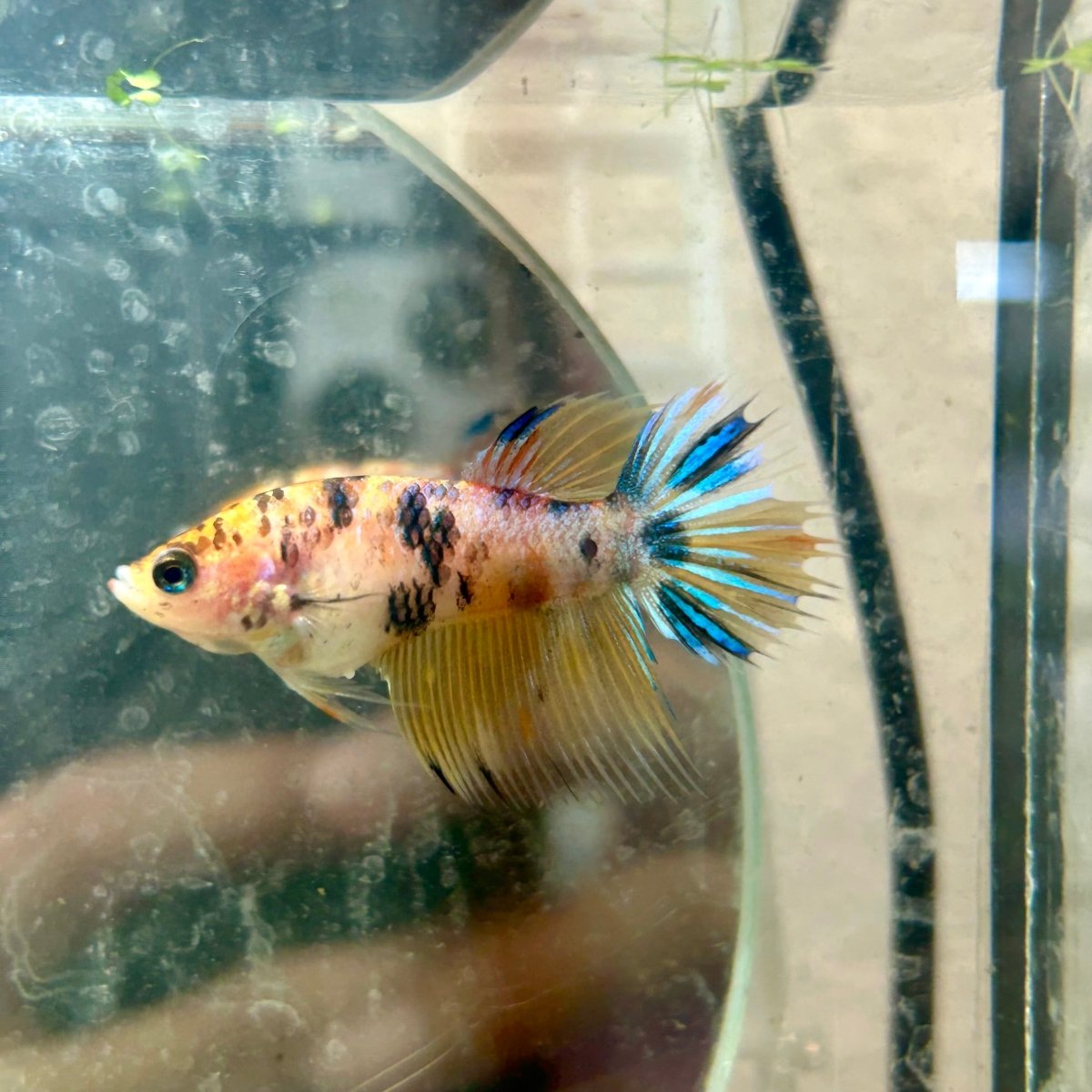 Crowntail Yellow Koi Female Betta J18