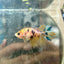 Crowntail Yellow Koi Female Betta J18