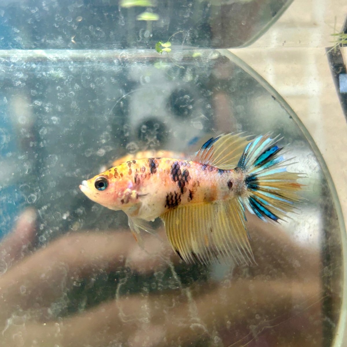 Crowntail Yellow Koi Female Betta J18