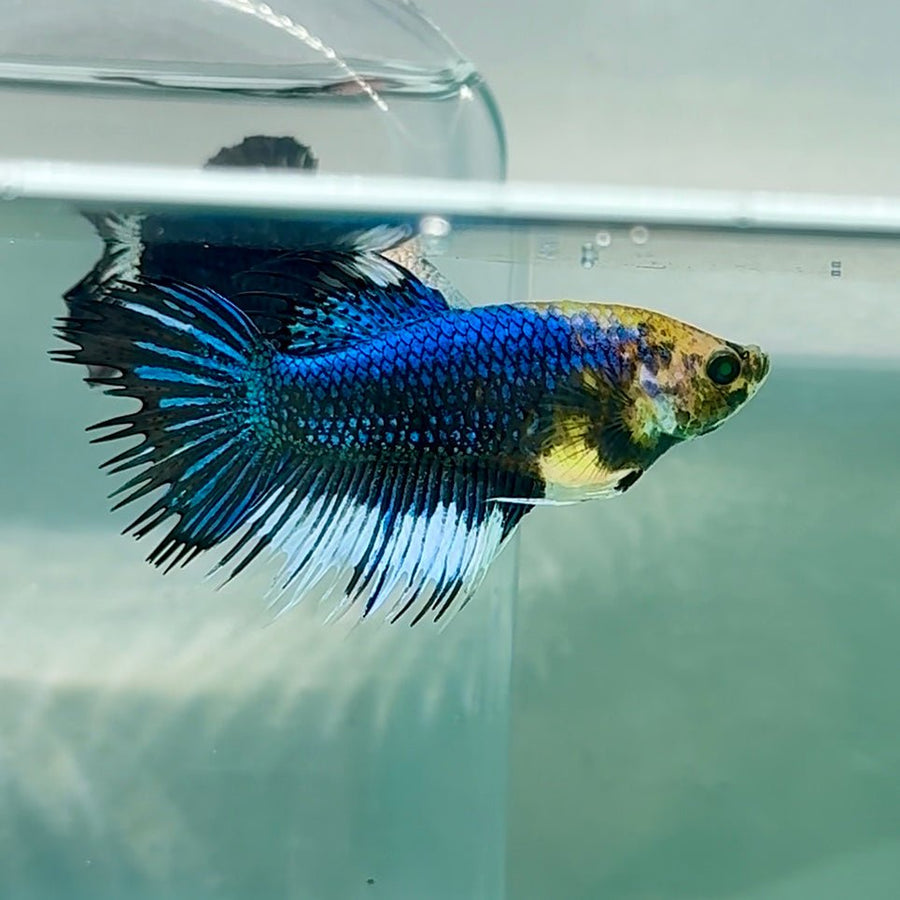 Crowtail Blue Koi Green Eye Female Betta Au37 Female betta