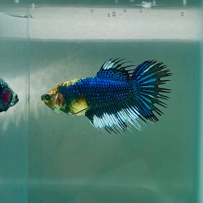 Crowtail Blue Koi Green Eye Female Betta Au37 Female betta