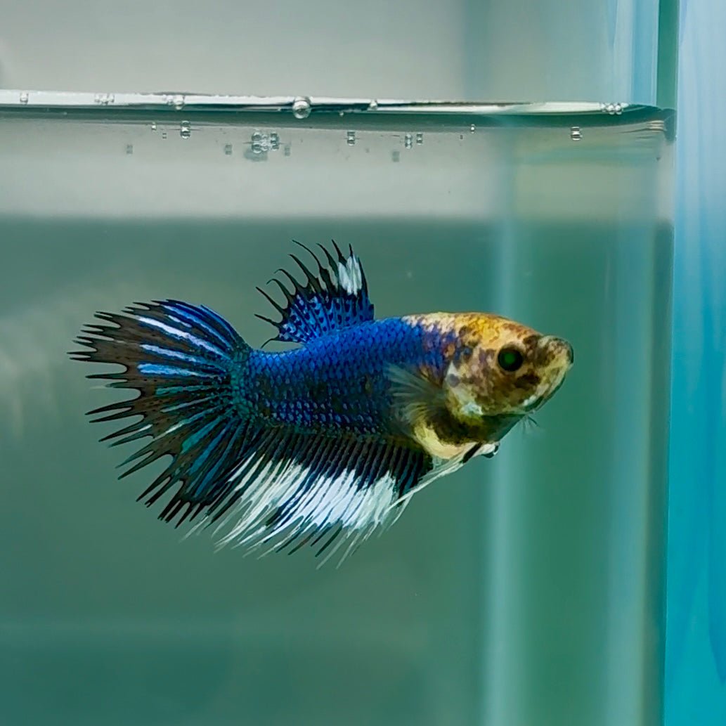 Crowtail Blue Koi Green Eye Female Betta #Au37