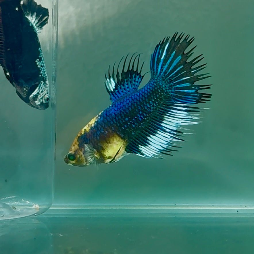 Crowtail Blue Koi Green Eye Female Betta #Au37