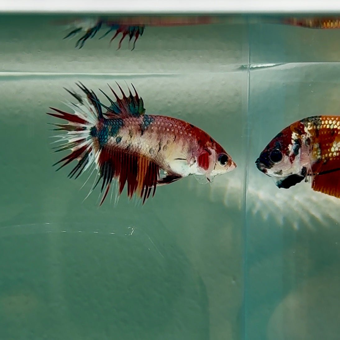 Crowtail Koi Multicolor Female Betta #Au16