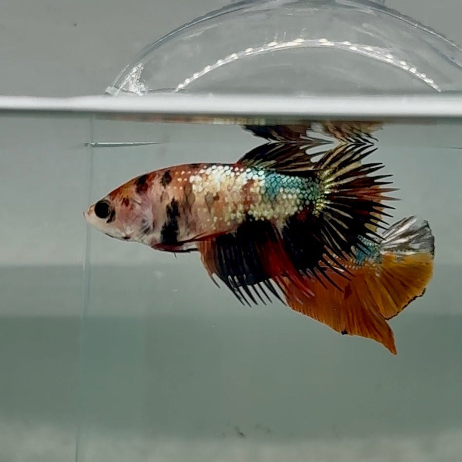Crowtail Koi Multicolor Female Betta Au26 Live Betta Fish Female betta