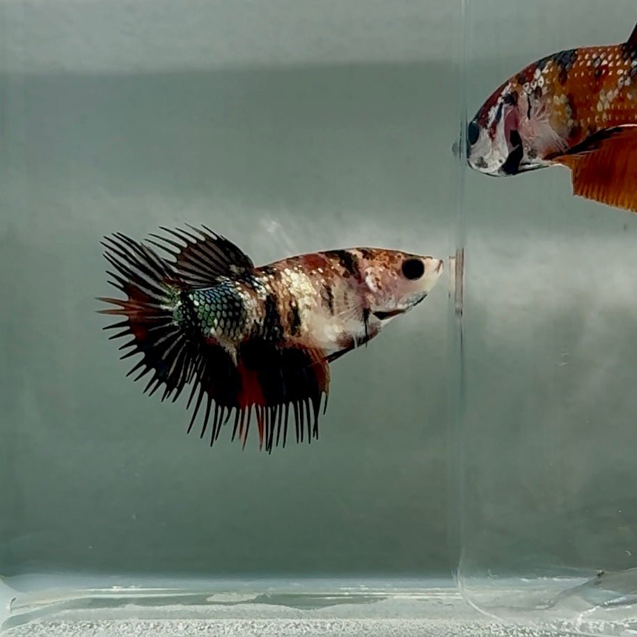 Crowtail Koi Multicolor Female Betta #Au26