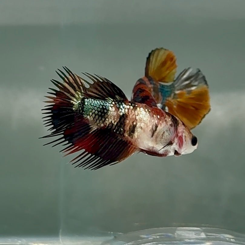 Crowtail Koi Multicolor Female Betta #Au26