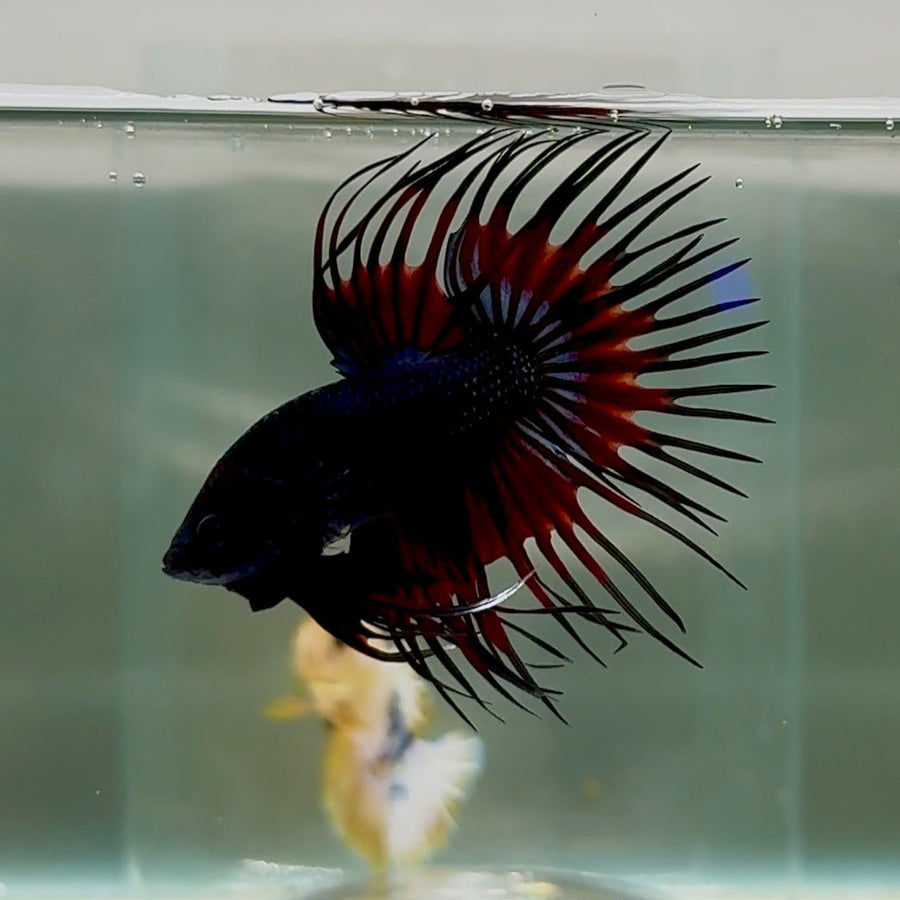 Crowtail Koi Multicolor Male Betta #Au14 Male betta