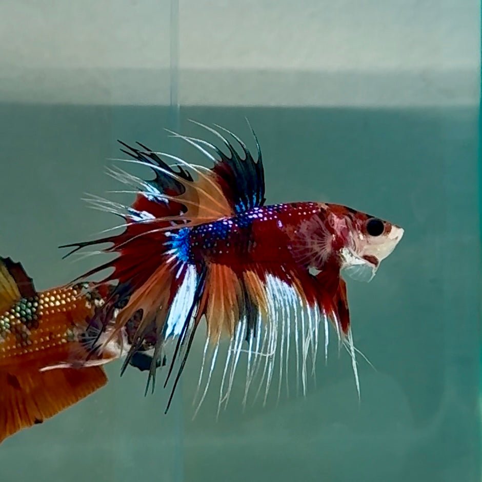 Crowtail Koi Multicolor Male Betta #Au23
