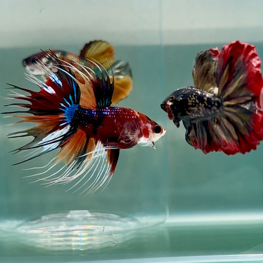 Crowtail Koi Multicolor Male Betta Au23 Male betta