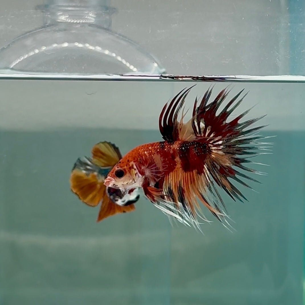 Crowtail Koi Multicolor Male Betta #Au24