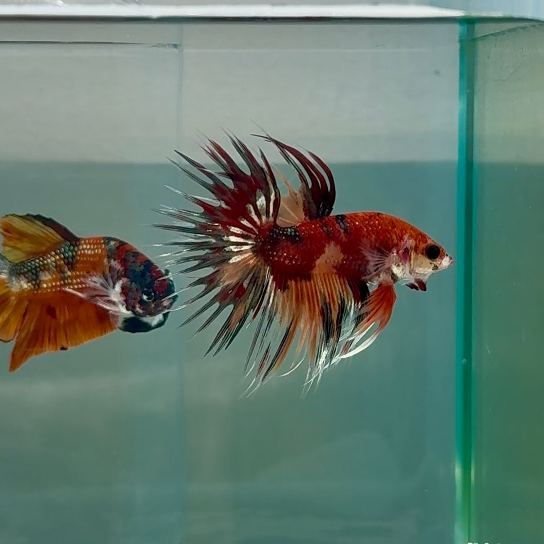 Crowtail Koi Multicolor Male Betta #Au24
