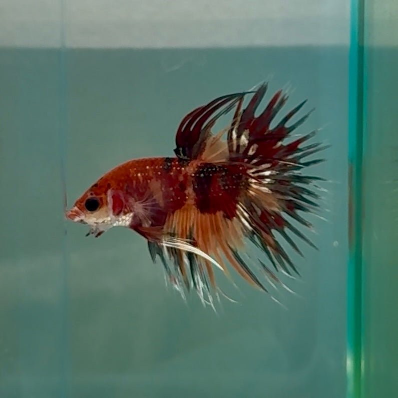 Crowtail Koi Multicolor Male Betta #Au24