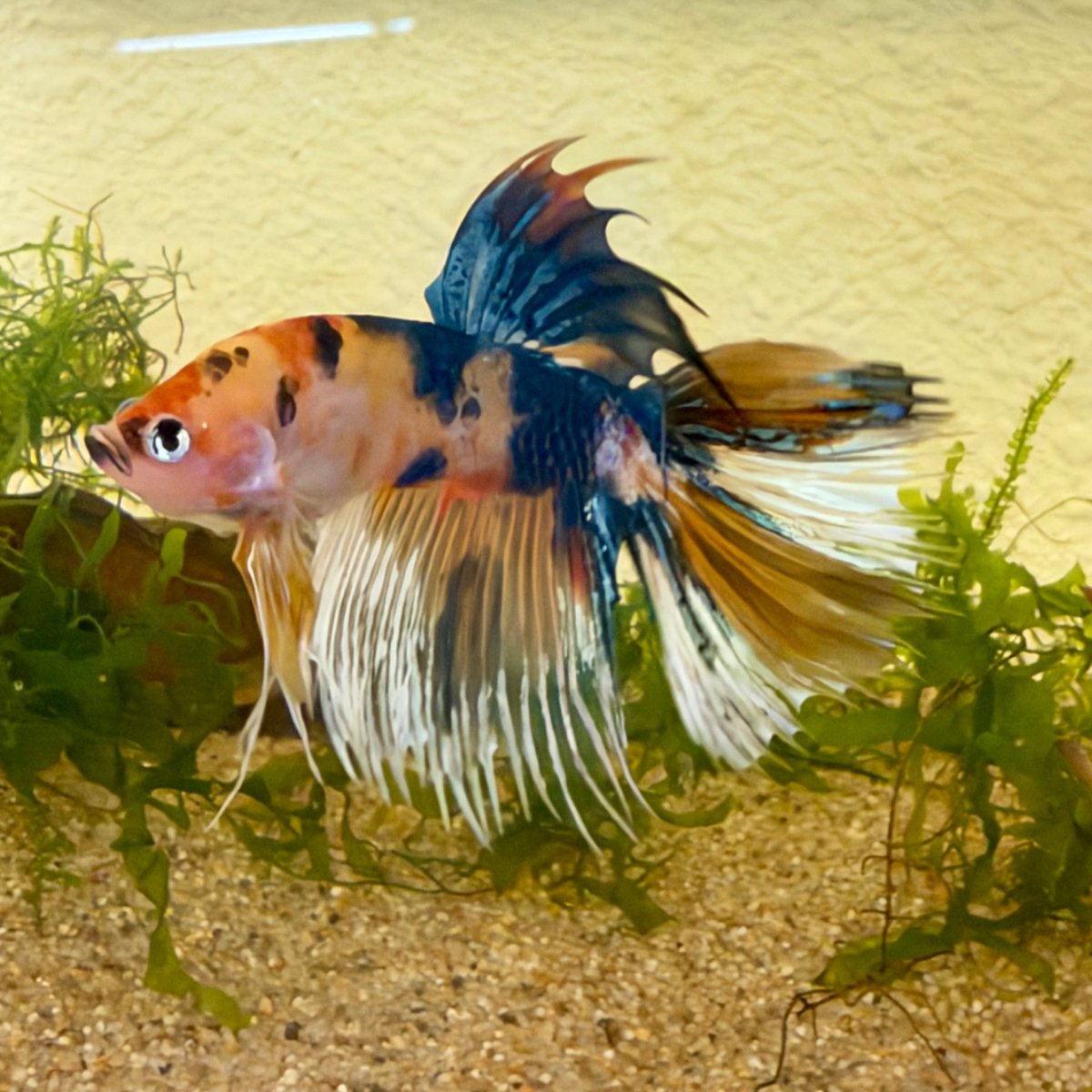 Crowtail Koi Multicolor Male Betta #Jul18