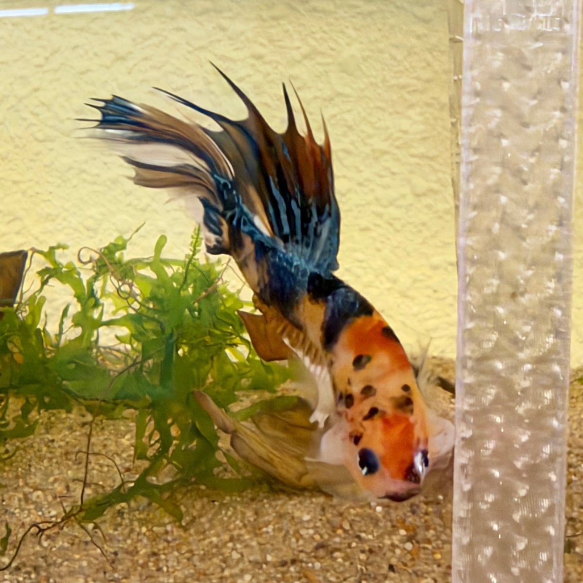 Crowtail Koi Multicolor Male Betta #Jul18