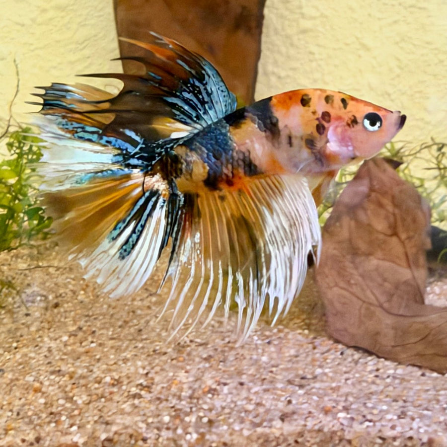Crowtail Koi Multicolor Male Betta #Jul18 Male betta