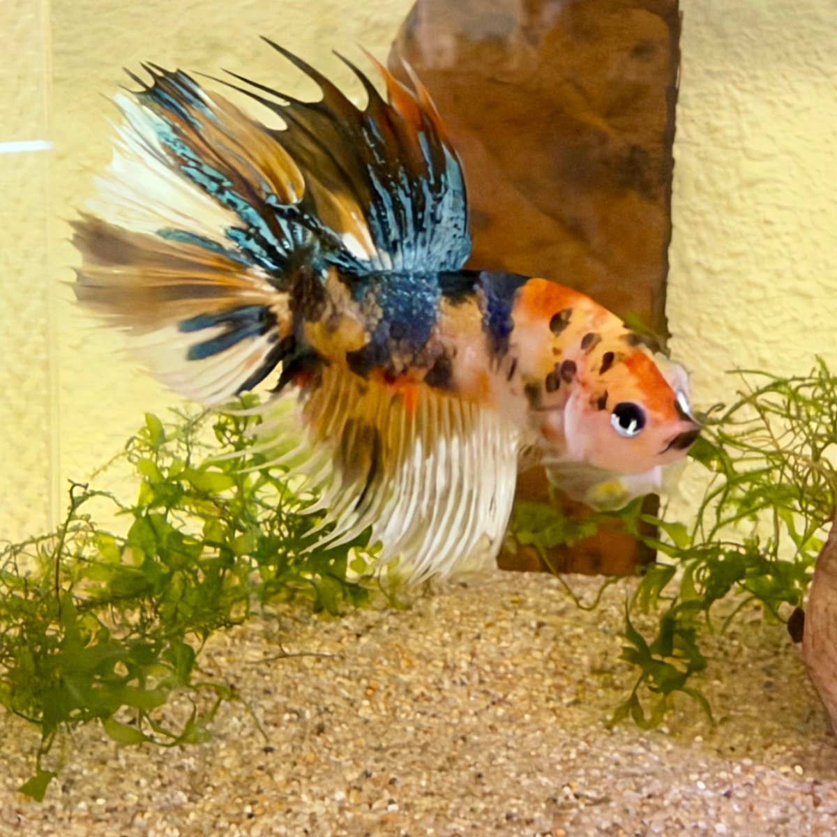 Crowtail Koi Multicolor Male Betta #Jul18