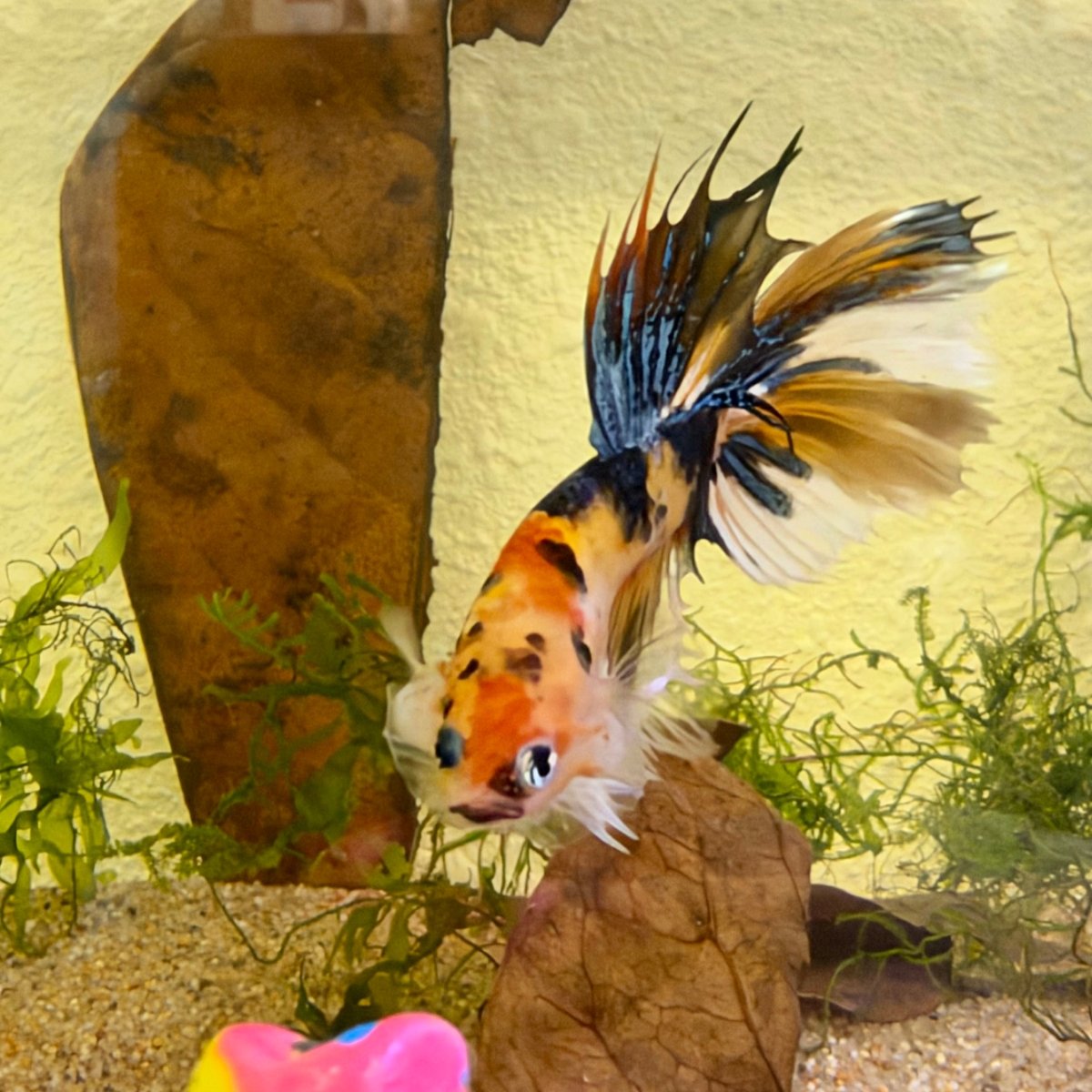 Crowtail Koi Multicolor Male Betta #Jul18