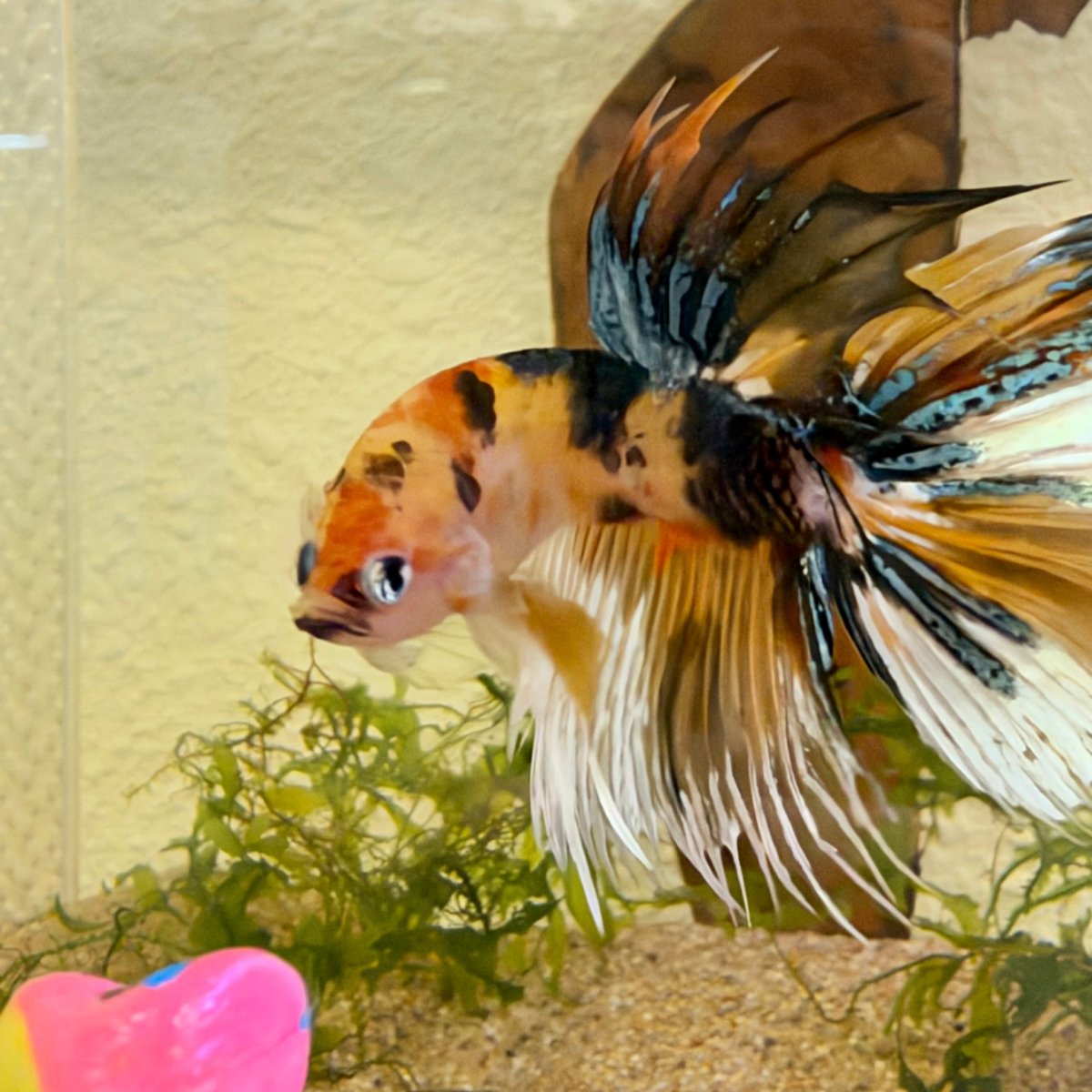 Crowtail Koi Multicolor Male Betta #Jul18