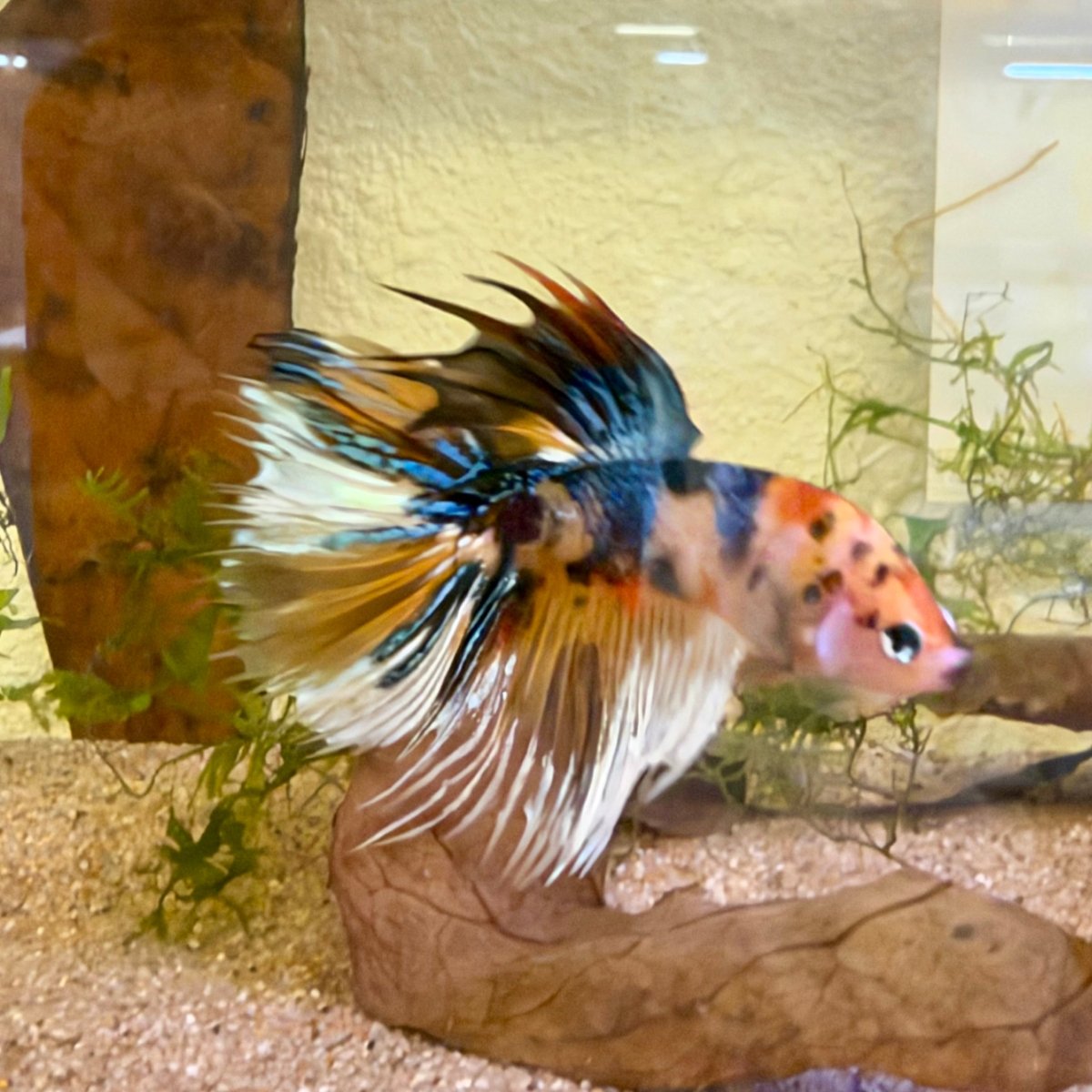Crowtail Koi Multicolor Male Betta #Jul18