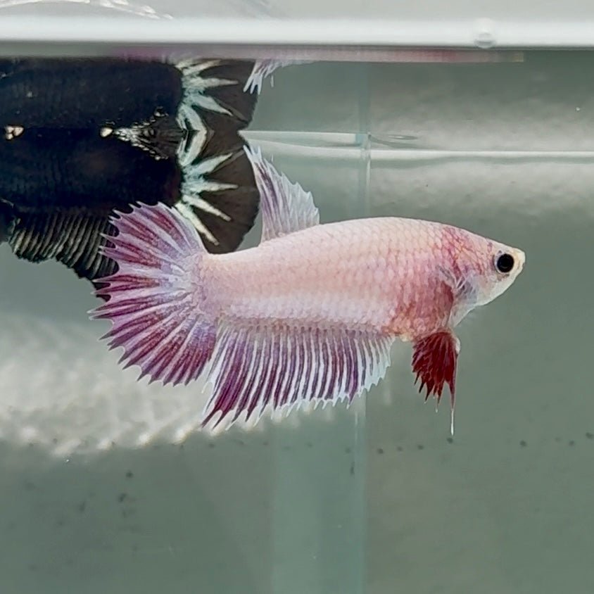 Crowtail Pink Pastel Female Betta #Au48