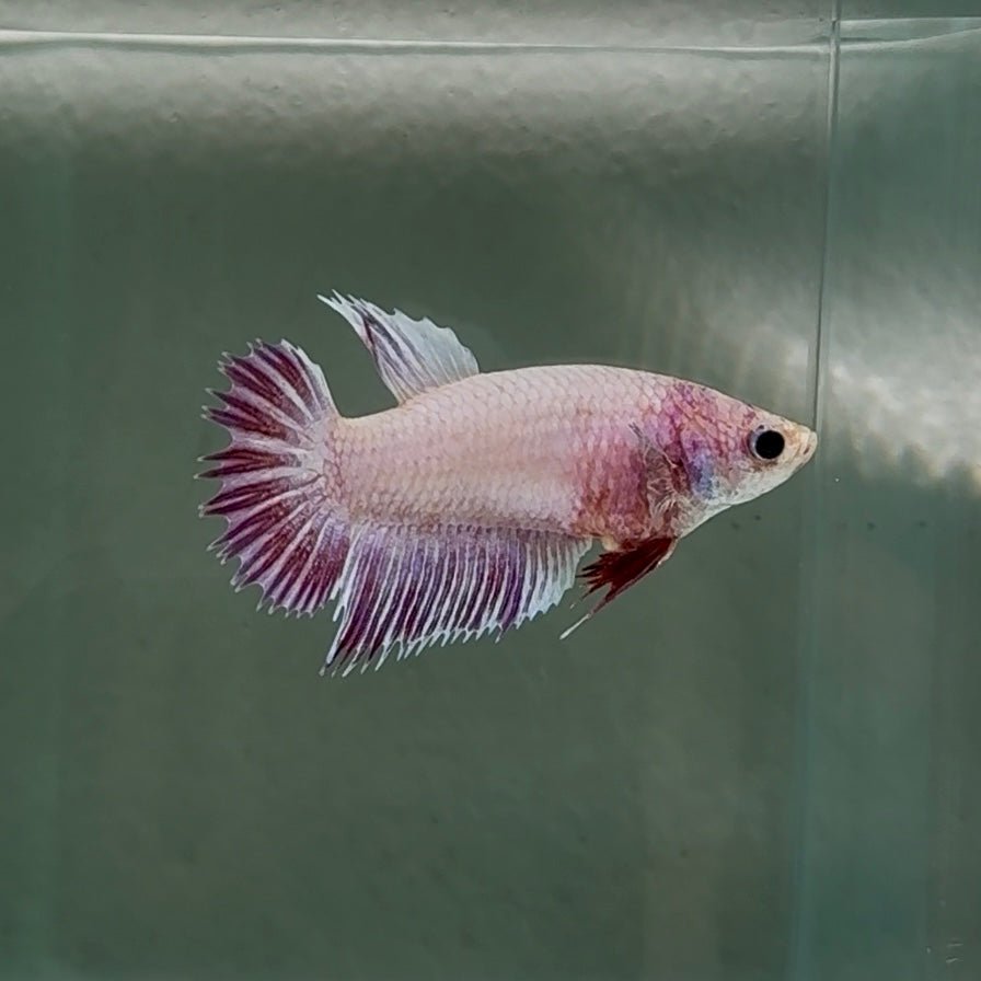 Crowtail Pink Pastel Female Betta #Au48