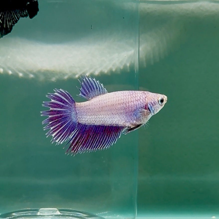 Crowtail Purple Pastel Female Betta Au49 Live Betta Fish Female betta