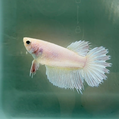 Crowtail White Pastel Female Betta Au51 Live Betta Fish Female betta
