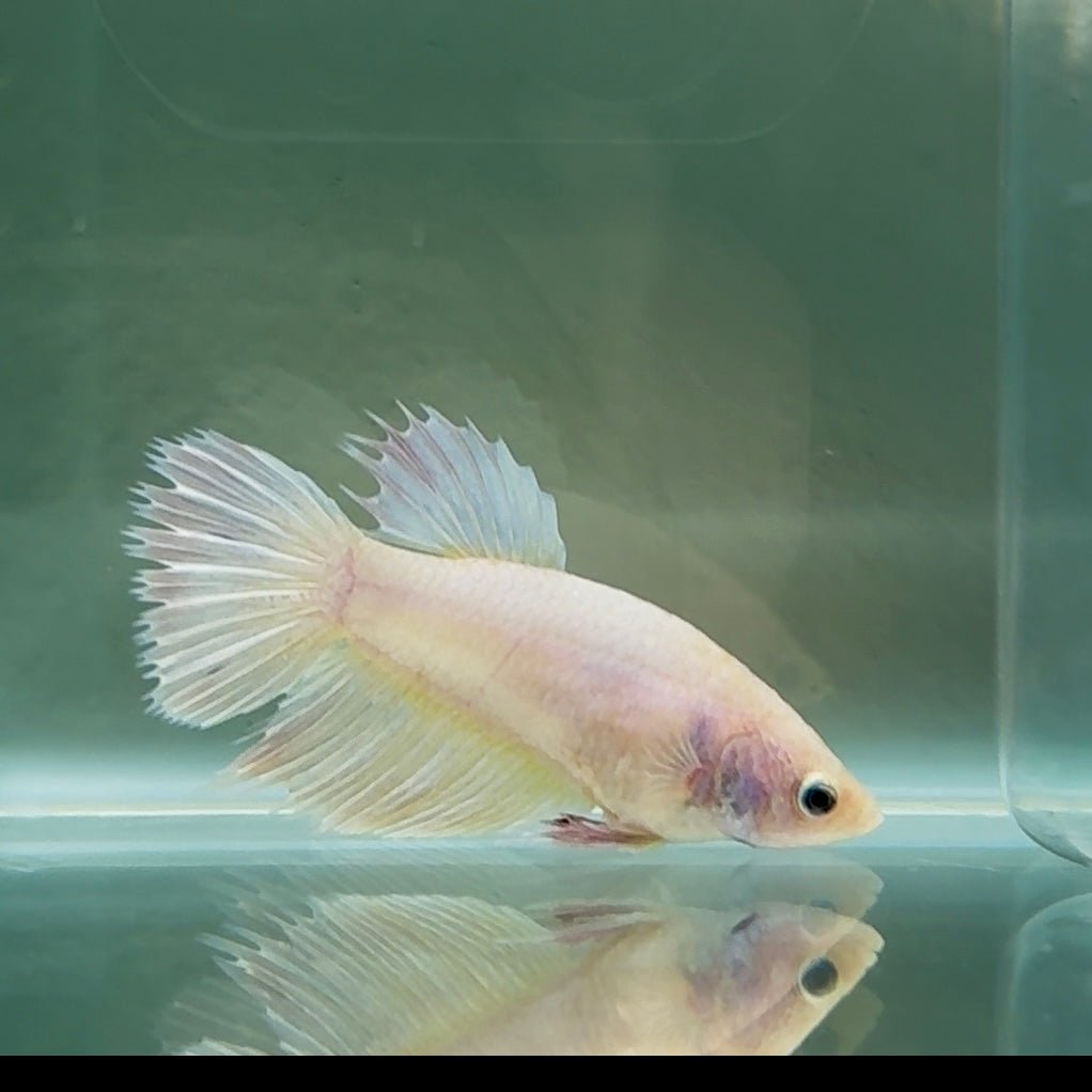 Crowtail White Pastel Female Betta #Au51