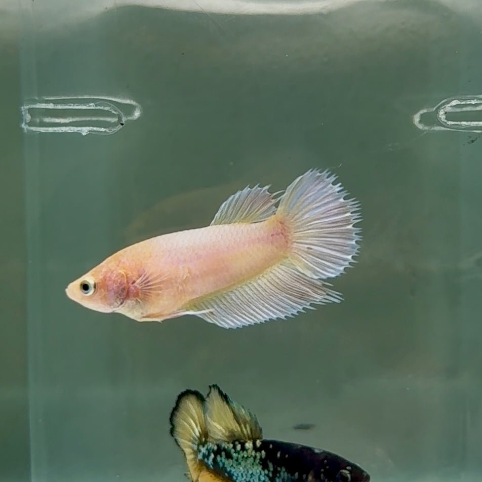 Betta hembra Crowtail White Pastel #Au51