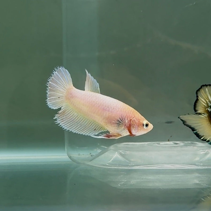 Crowtail White Pastel Female Betta #Se12 Live Betta Fish Female betta