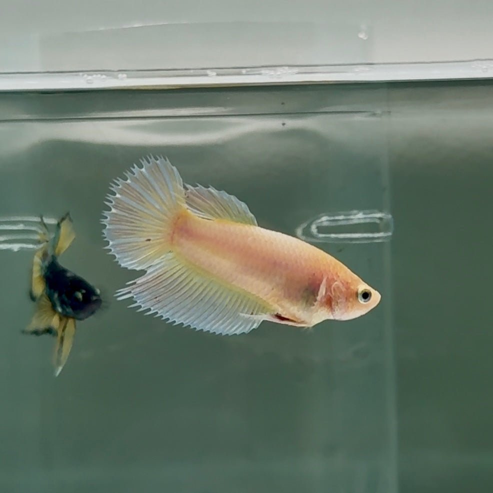 Betta hembra Crowtail White Pastel #Au51