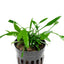 Cryptocoryne Lucens