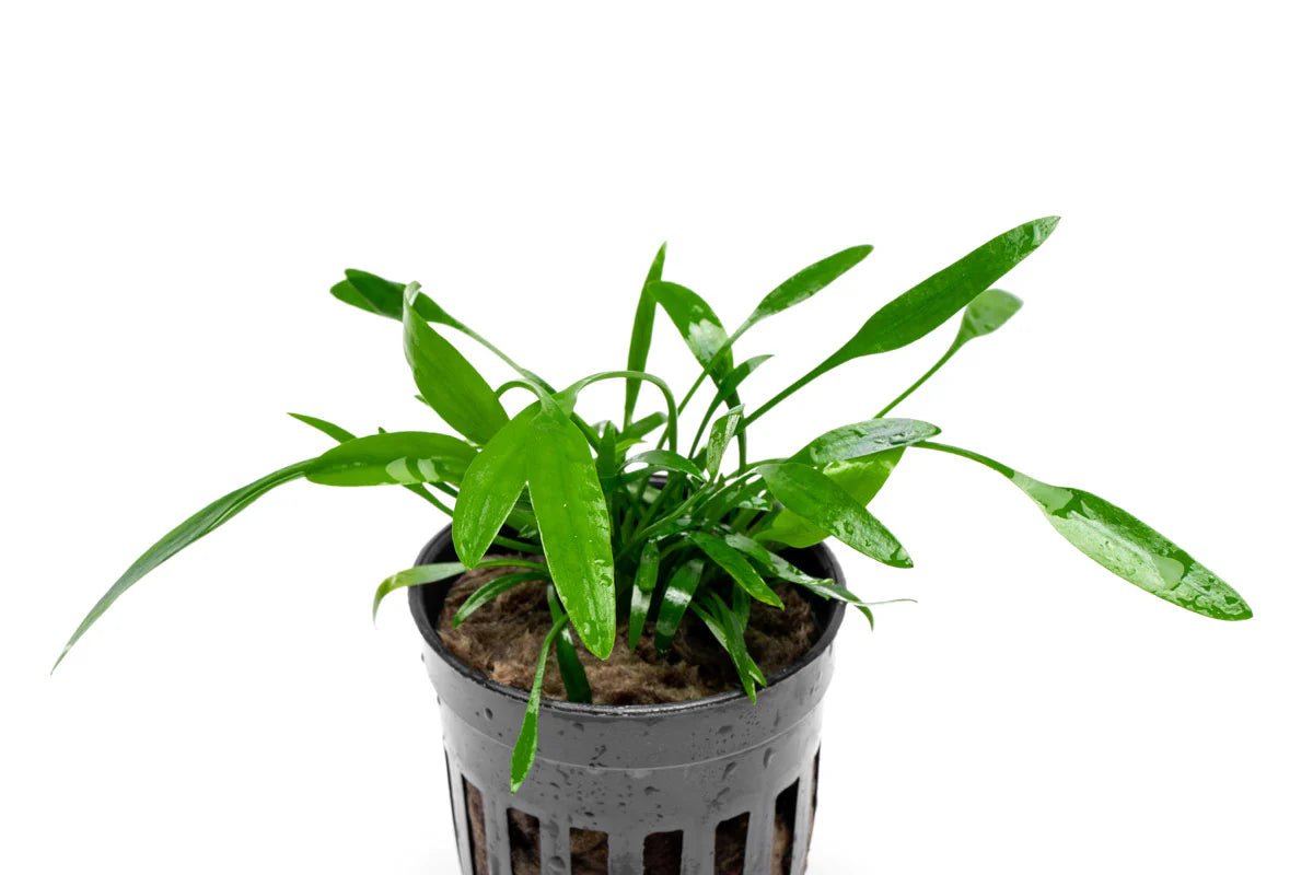 Cryptocoryne Lucens
