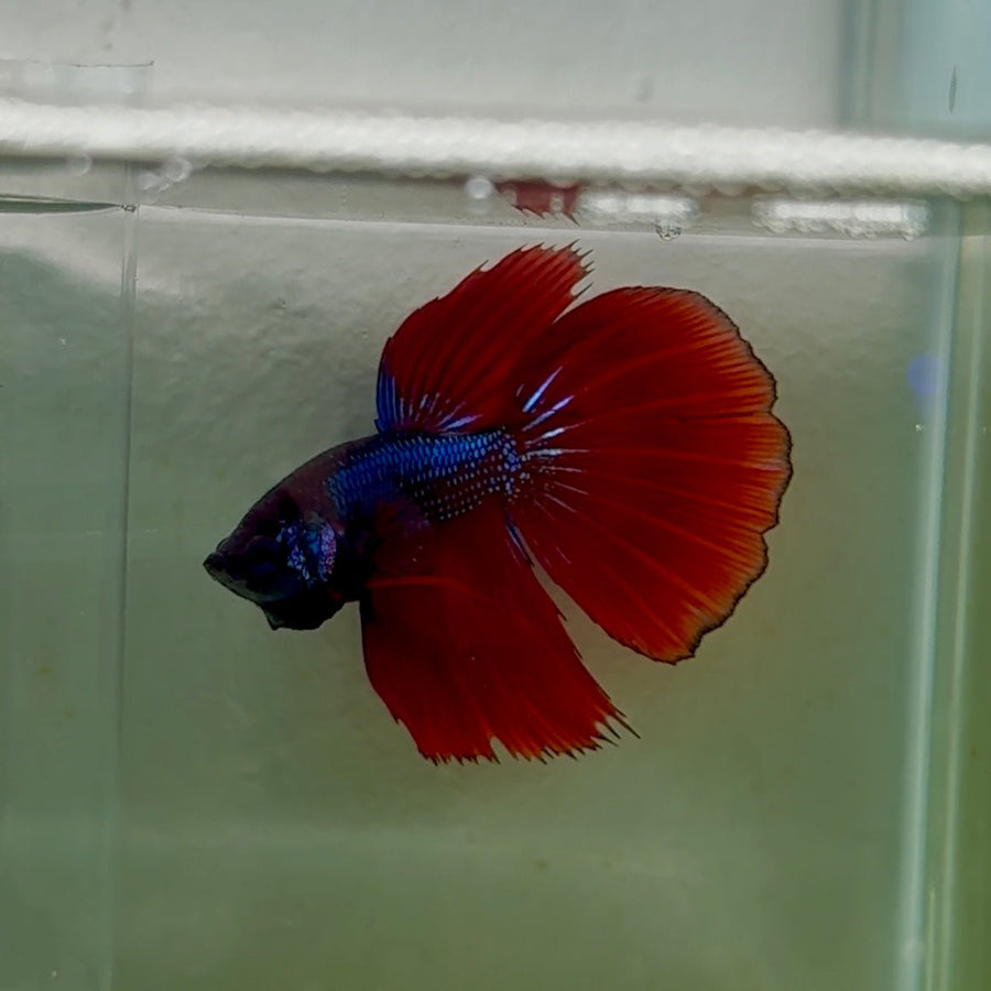 Delta Black Metallic Male Betta #Oc06 Male betta