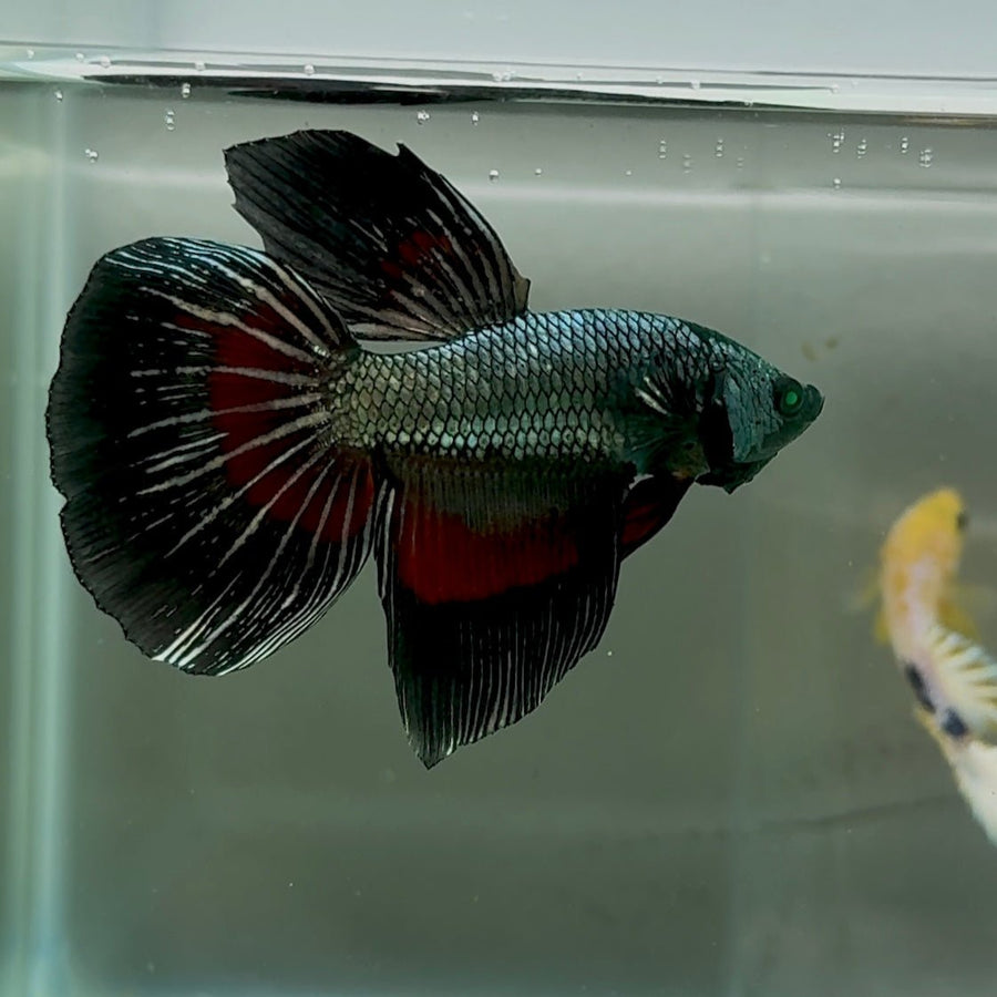 Delta Hulk Copper Black Male Betta #Oc11 Male betta