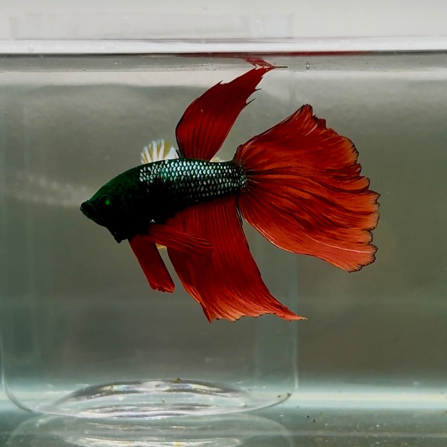 Delta Hulk Green Eye Male Betta #Oc05 Male betta