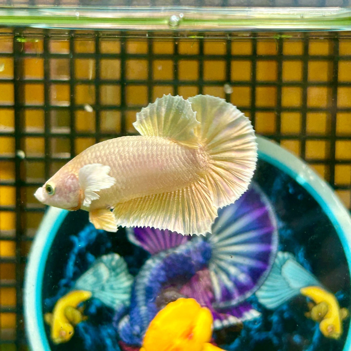 Dumbo 24K Gold Plakat - Male Betta 057