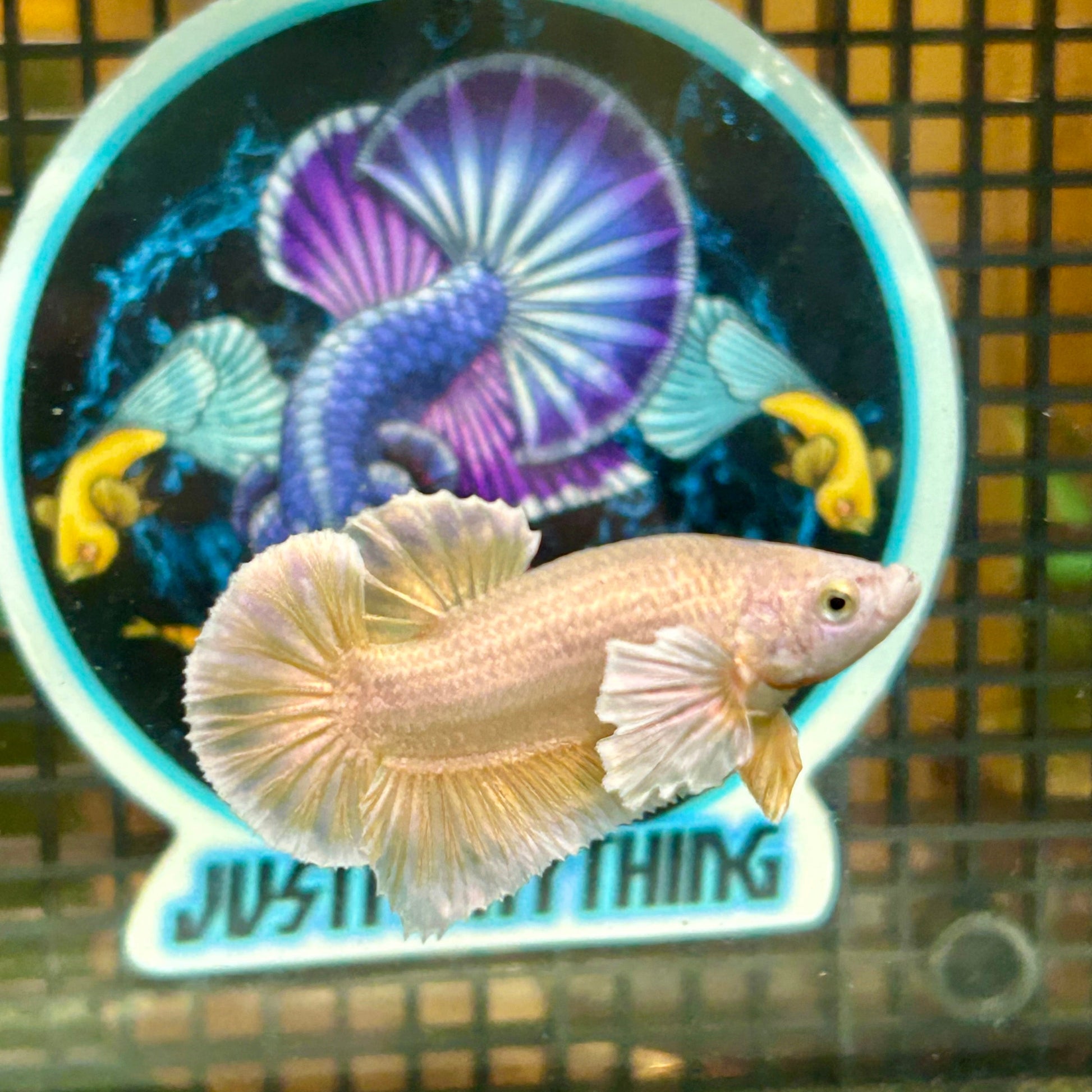 Dumbo 24K Gold Plakat - Male Betta 057