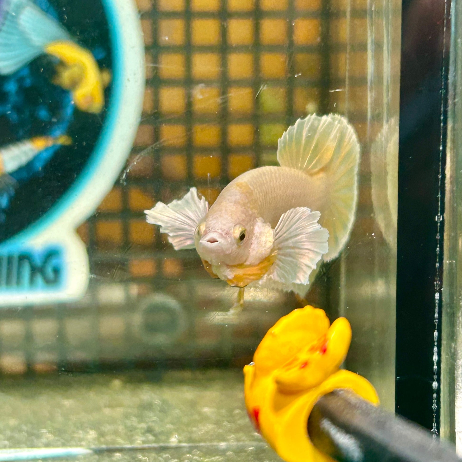 Dumbo 24K Gold Plakat - Male Betta 057